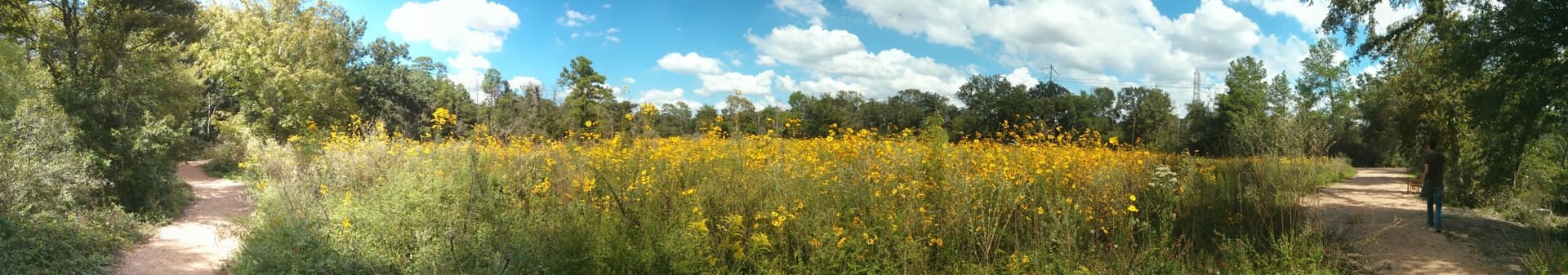 Southdown Dog Park Pearland green space