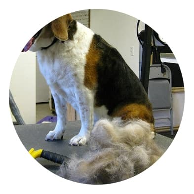 Dog Furminating Service at The Dog House Pet Salon Pearland