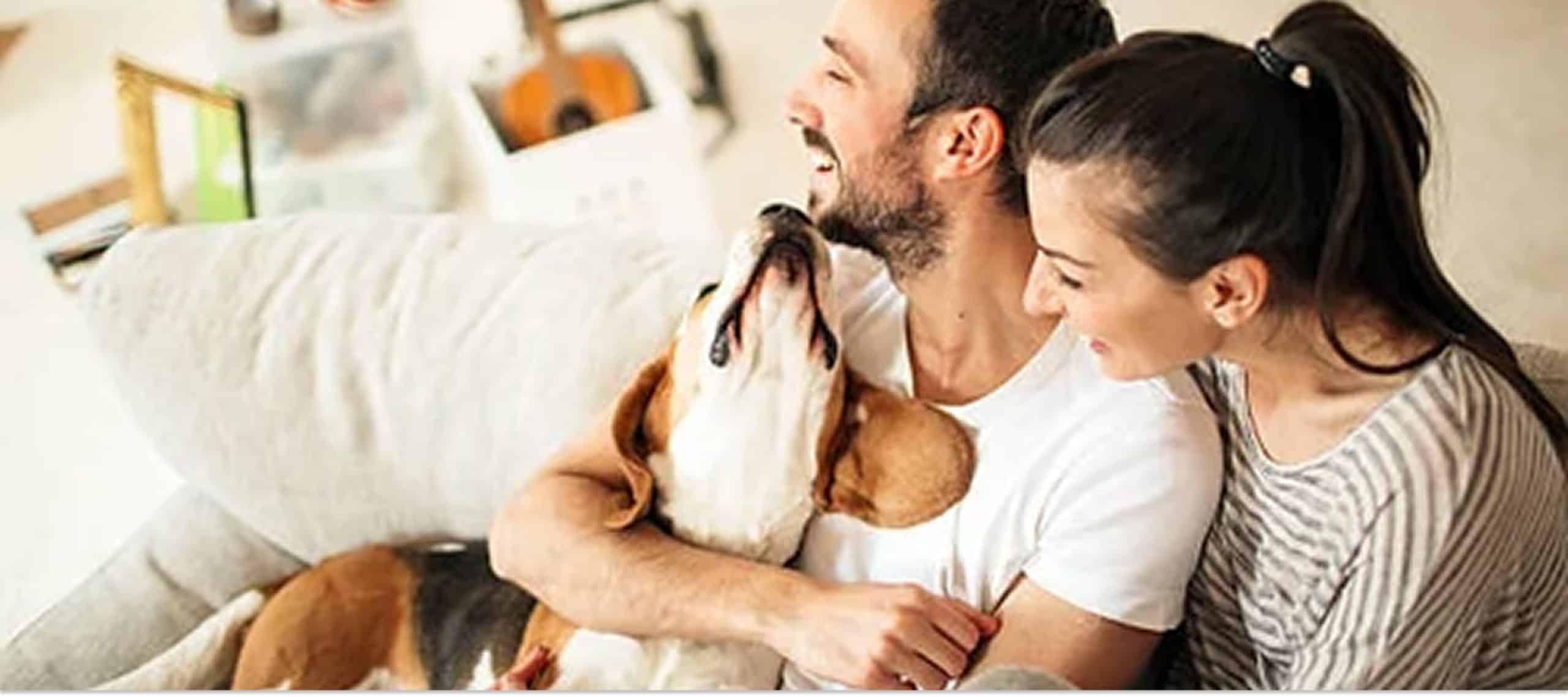 Pet grooming team