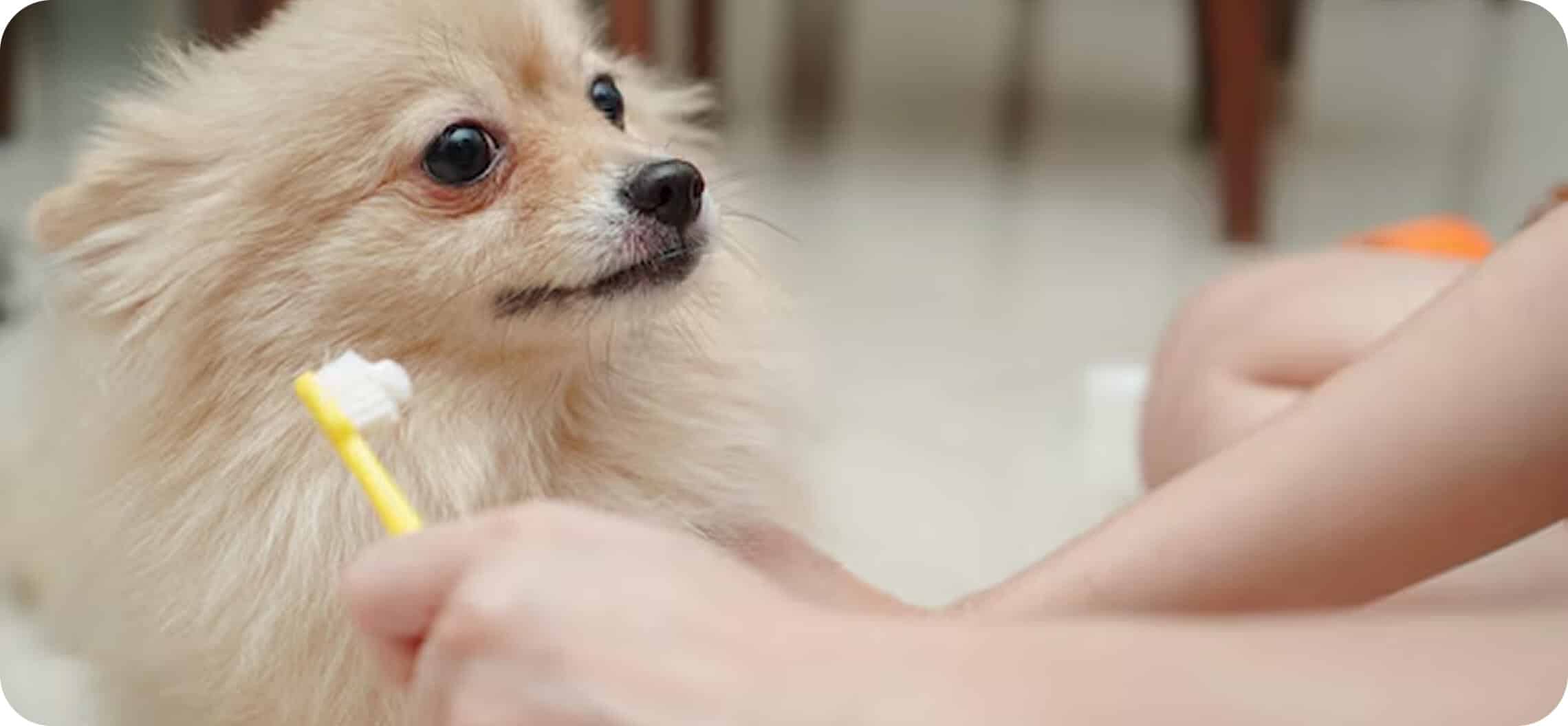 Watch The Dog House Pet Salon Video