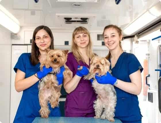 Houston Pet Grooming Team