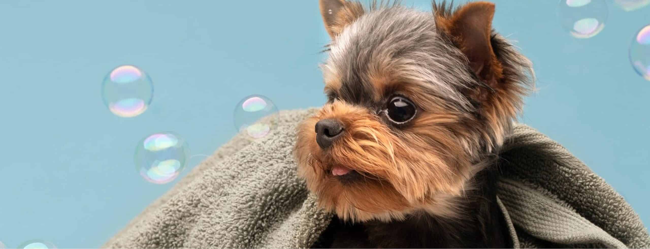 Professional dog grooming service