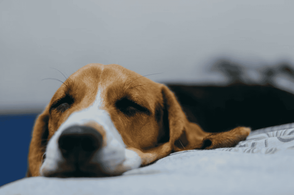 Special Offers & Discounts - Save on dog grooming services