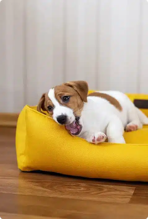 Pet boarding in Houston