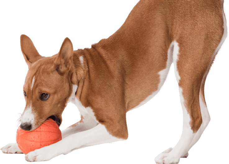 Dog daycare FAQ section