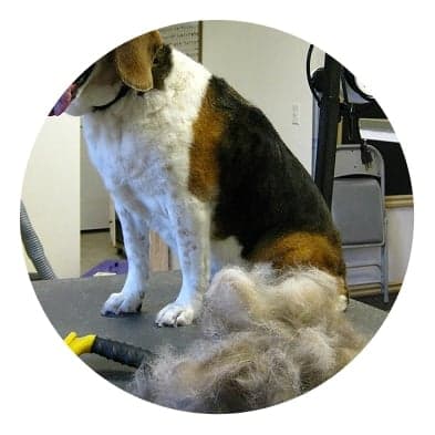 Furminating