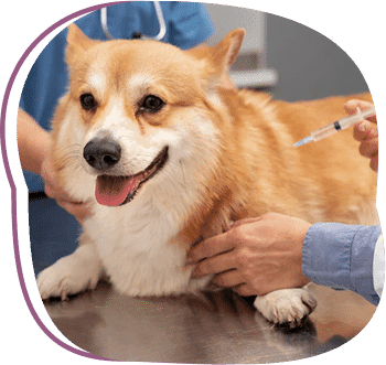 dog vaccination