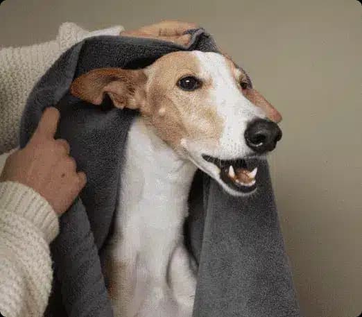 Pet bathing services Houston