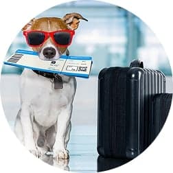 pet boarding