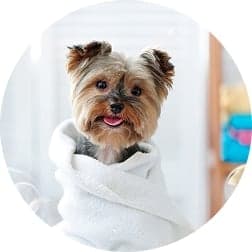 pet grooming