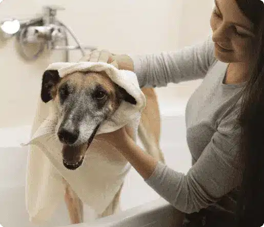Professional pet bathing service