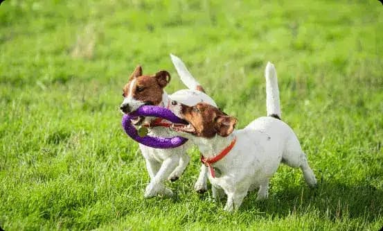 Dogs playing in daycare activity