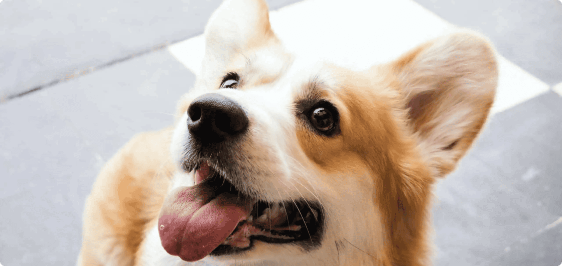 Watch The Dog House Pet Salon Video