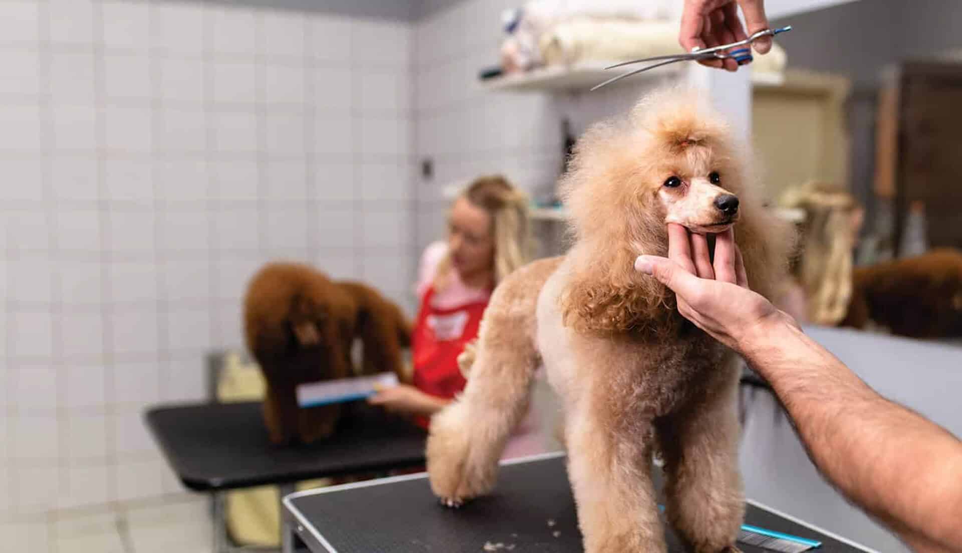 Family with dog