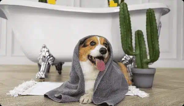 Pet bathing - washing corgi