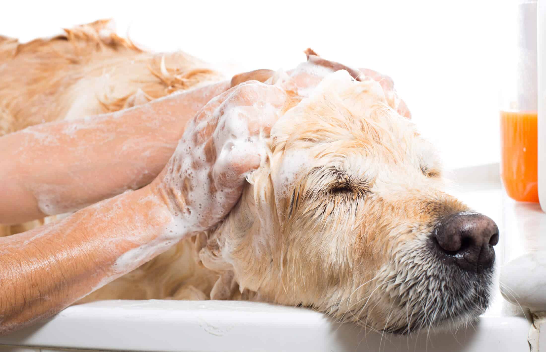 Professional dog bathing service
