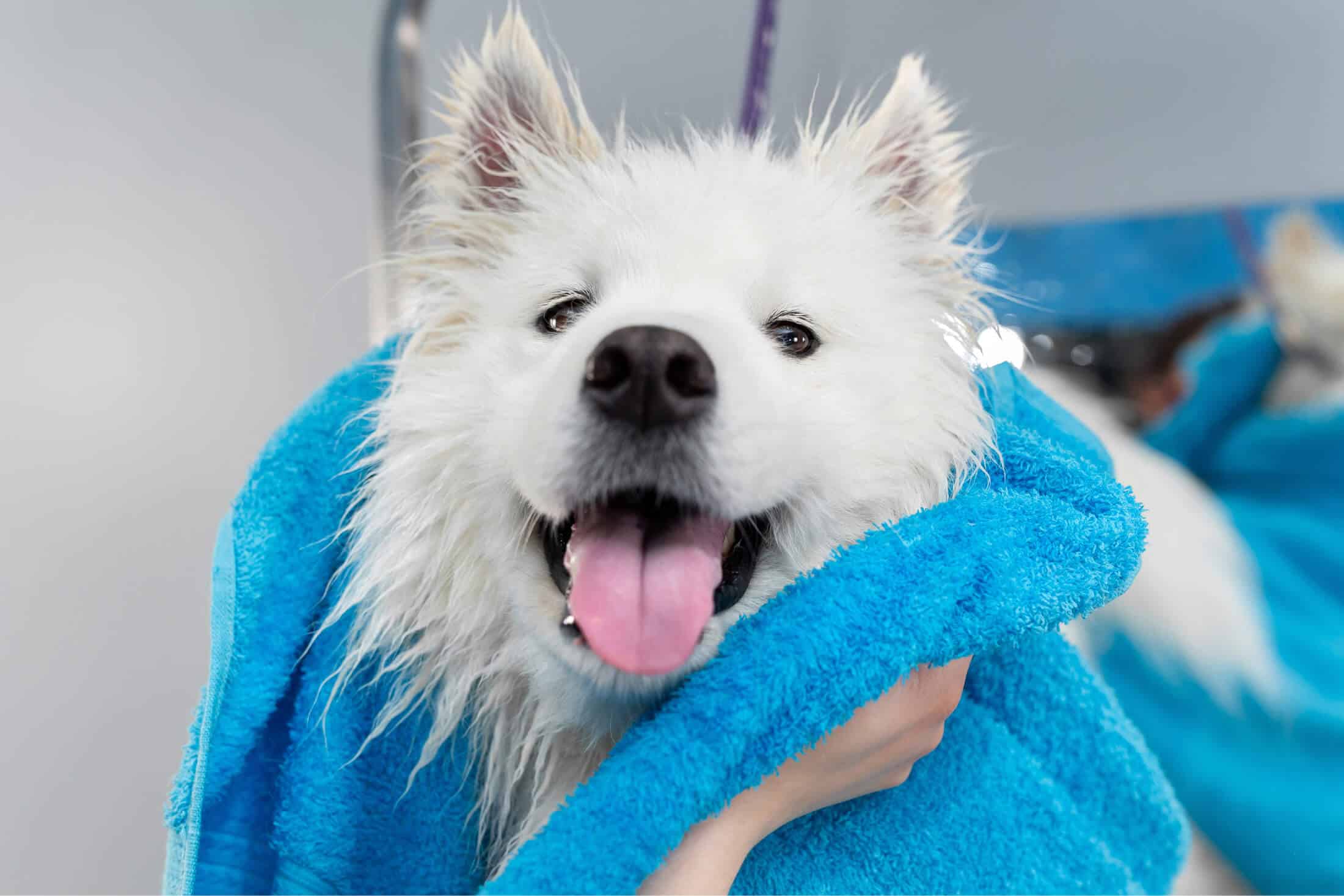 Professional dog washing service