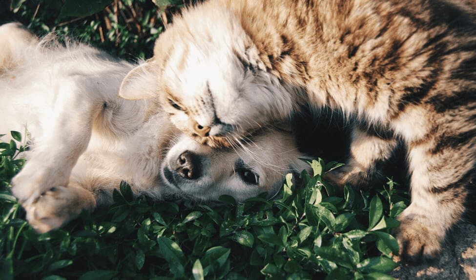 Contact Us - Get in touch with The Dog House Pet Salon