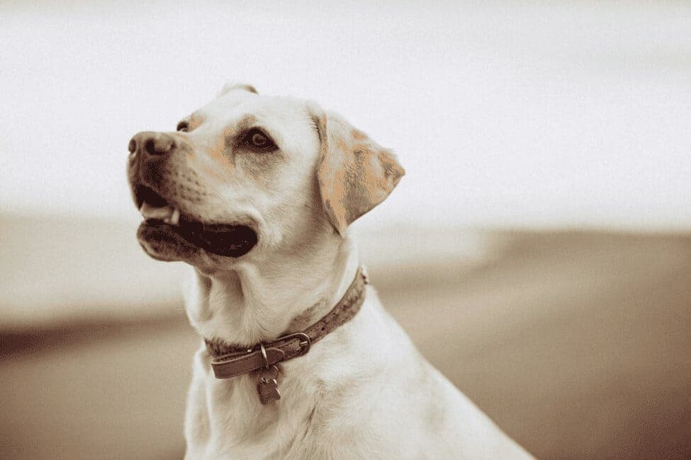 Frequently Asked Questions - Dog grooming and pet care FAQs