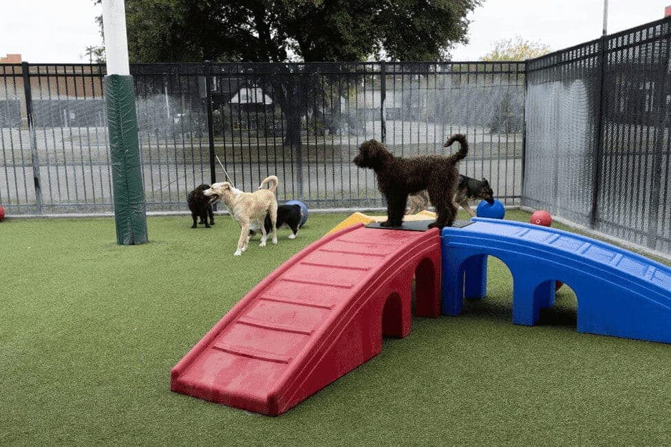 Dogs playing in daycare