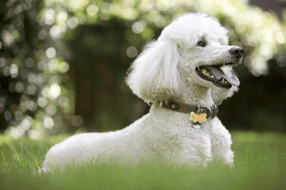 Pet boarding service