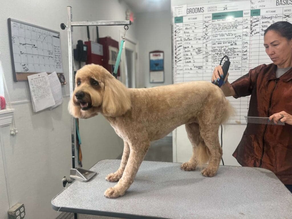 How Often Should You Groom Your Dog? (Complete Guide)