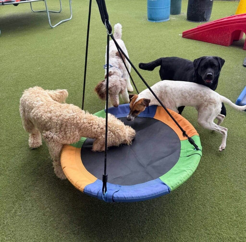 Dogs playing safely in a supervised dog daycare environment at The Dog House Pet Salon in Houston