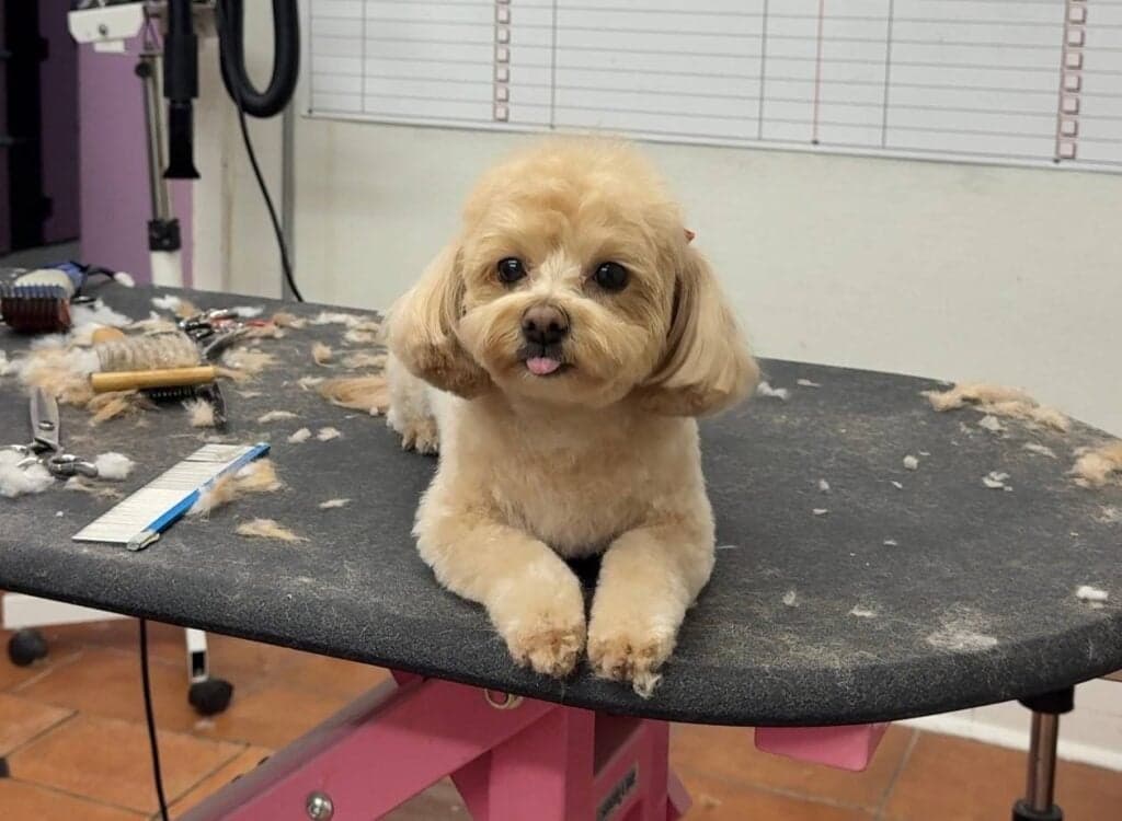 Winter dog grooming in Houston to protect coat and skin during cold weather