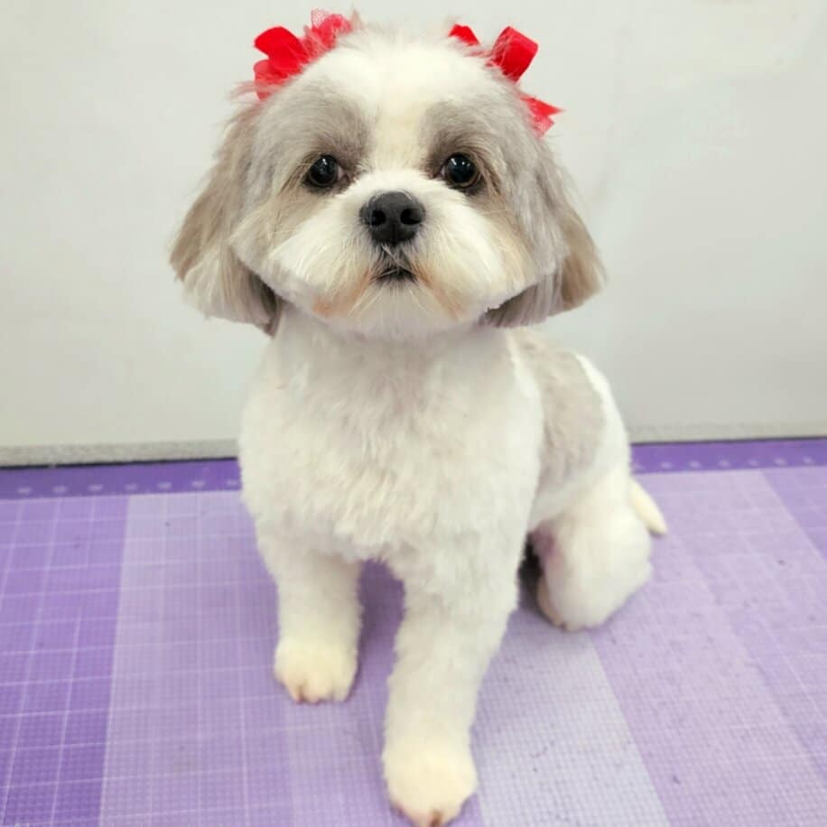 Shih Tzu freshly groomed at The Dog House Pet Salon in Pearland Texas professional dog grooming